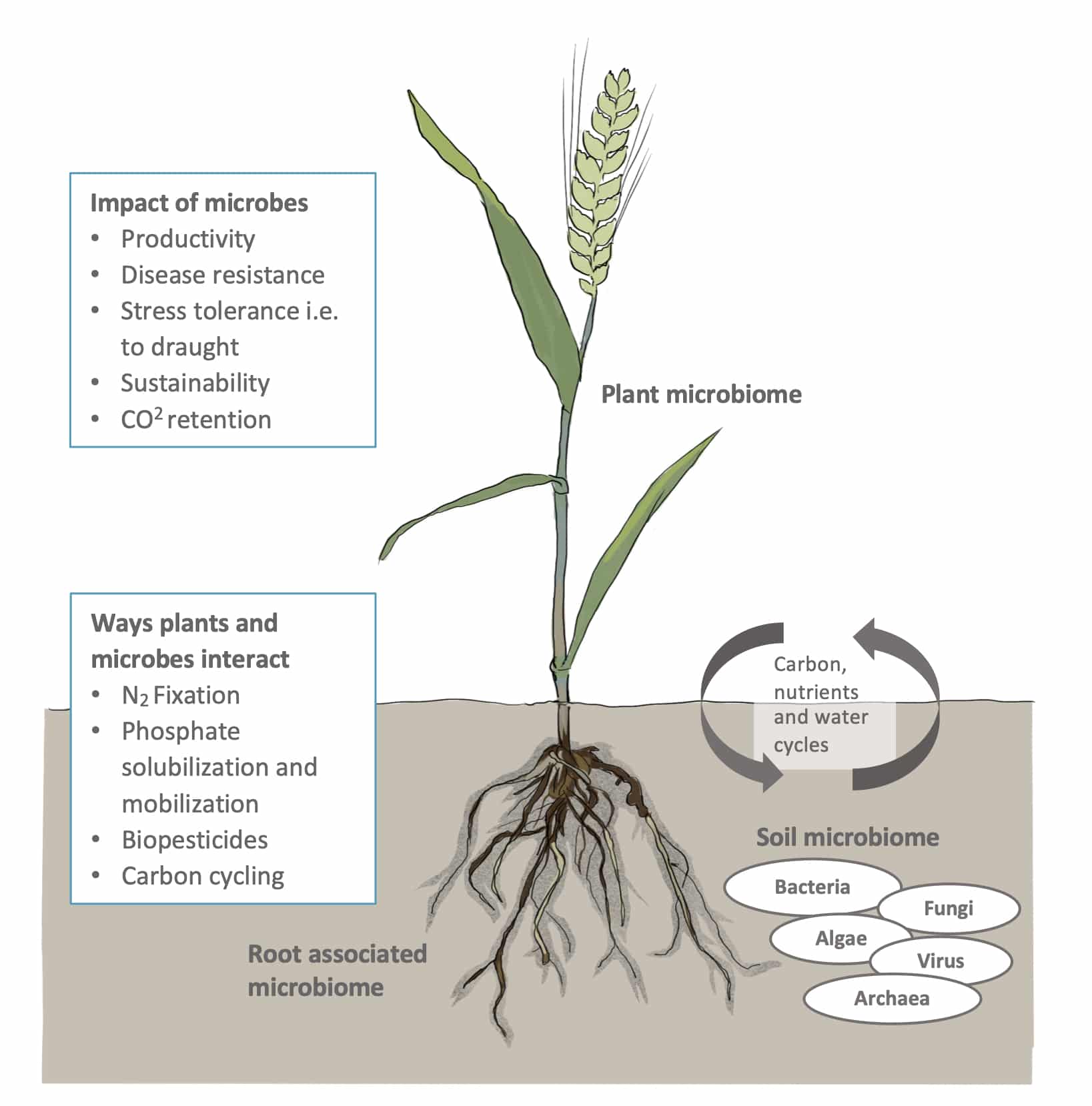 Illustration - plant and soil microbiome